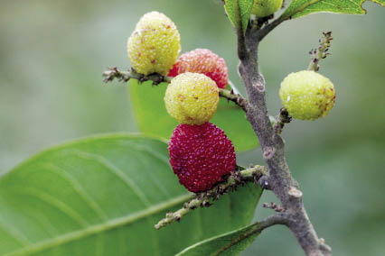 ส้มสา Myrica rubra Siebold & Zucc.<br/>MYRICACEAE